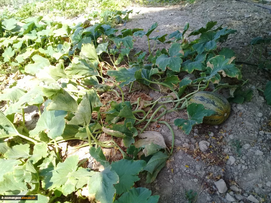 آماده سازی زمین و کشت گیاهان دارویی در محوطه آموزشکده کشاورزی سمنگان به همت اساتید و دانشجویان مرکز 9